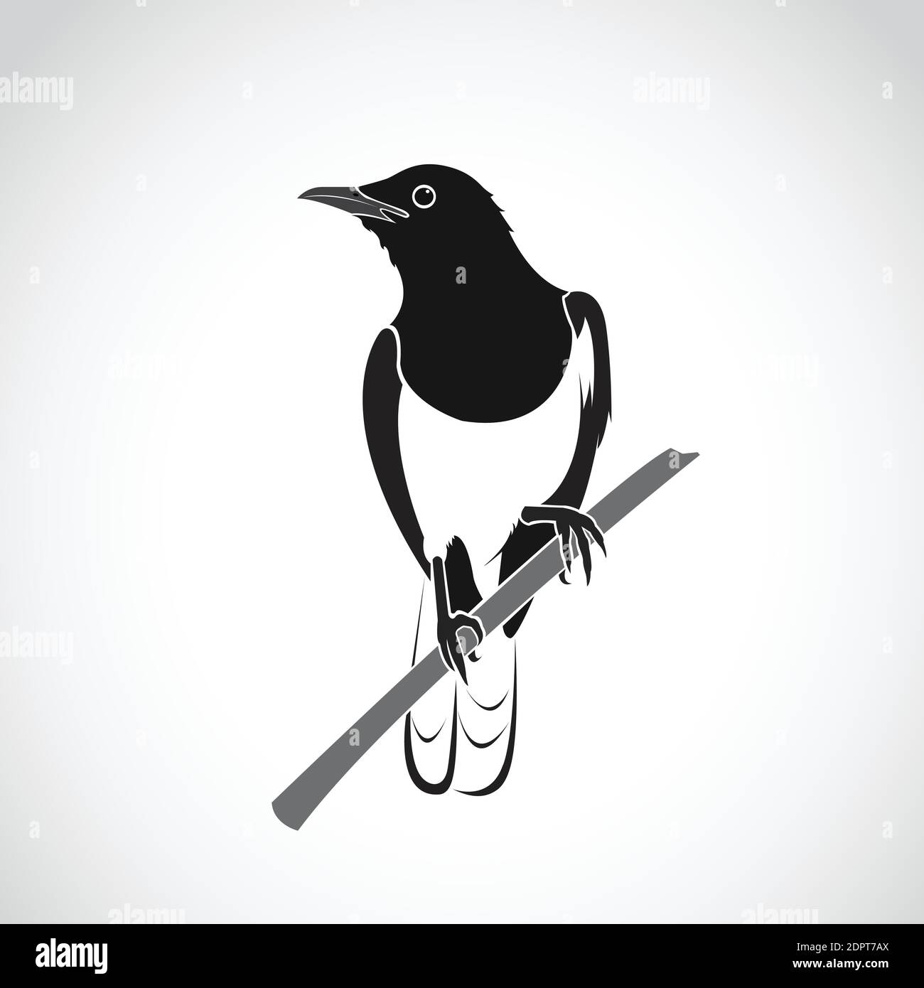 Vektor des Vogels auf weißem Hintergrund. Orientalischer Magpie Robin (Copsychus saularis). Leicht editierbare Vektorgrafik mit Ebenen. Wilde Tiere. Stock Vektor