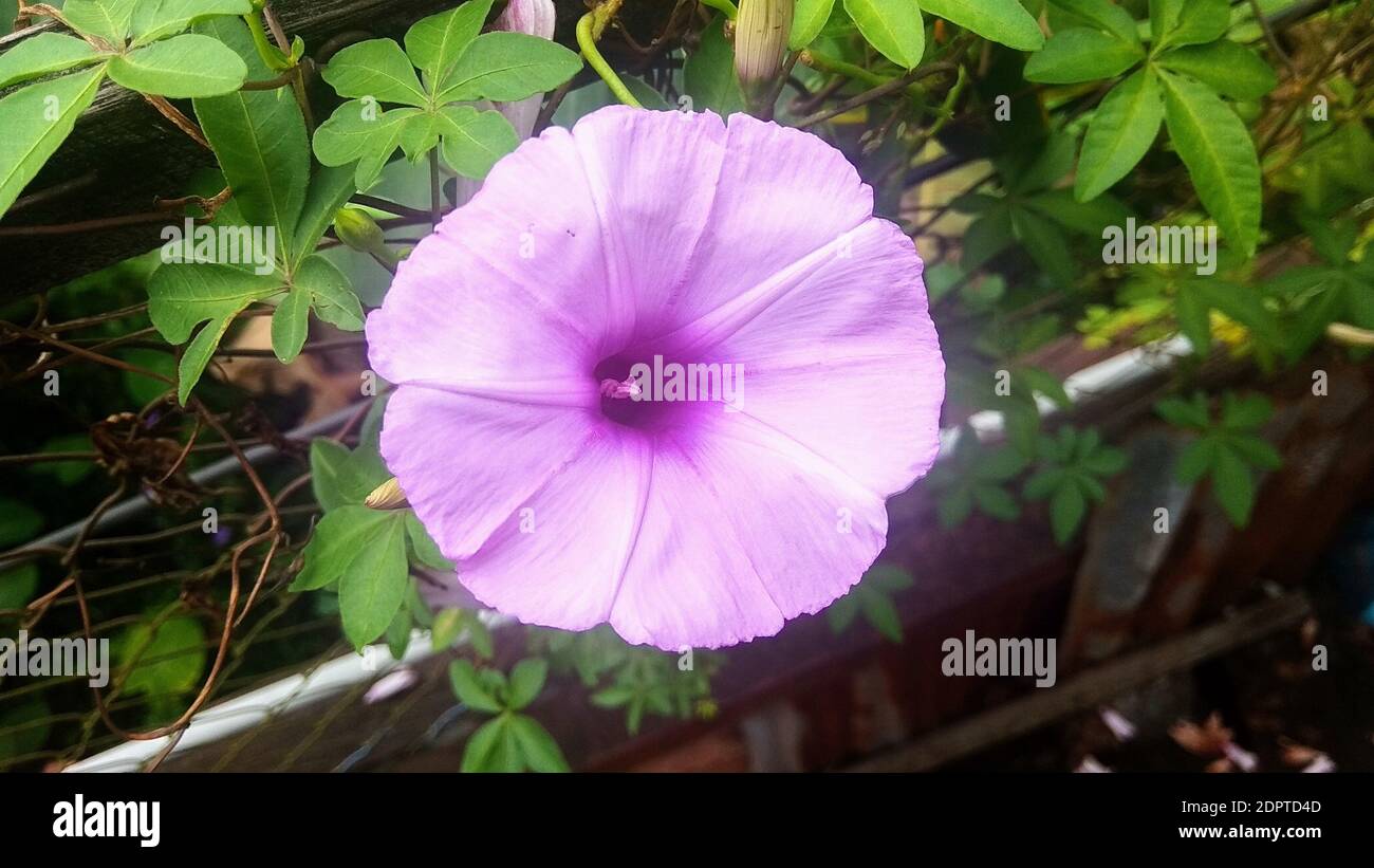 Makro-Bild der Frühling lila violetten Blüten einfach und Blatt grün natürlich. Lila Blume Stockfoto