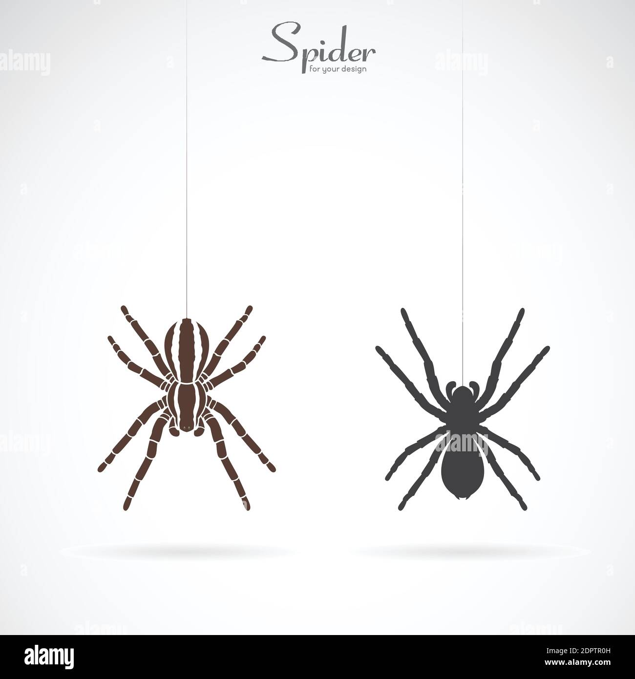 Vektor der Spinne auf weißem Hintergrund. Insekt. Tier. Spider Icon leicht editierbare Vektorgrafik mit Ebenen. Stock Vektor