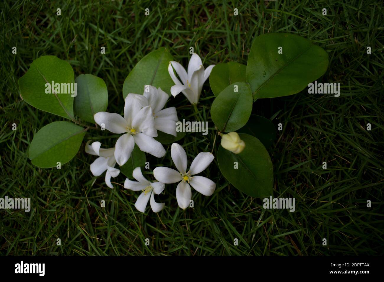 Madhukamini auch als Murray exotica oder Orange Jasmin oder bekannt Mock Orange ist tropische mehrjährige blühende Pflanze, die auf Grün liegt Gras mit frischem Urlaub Stockfoto
