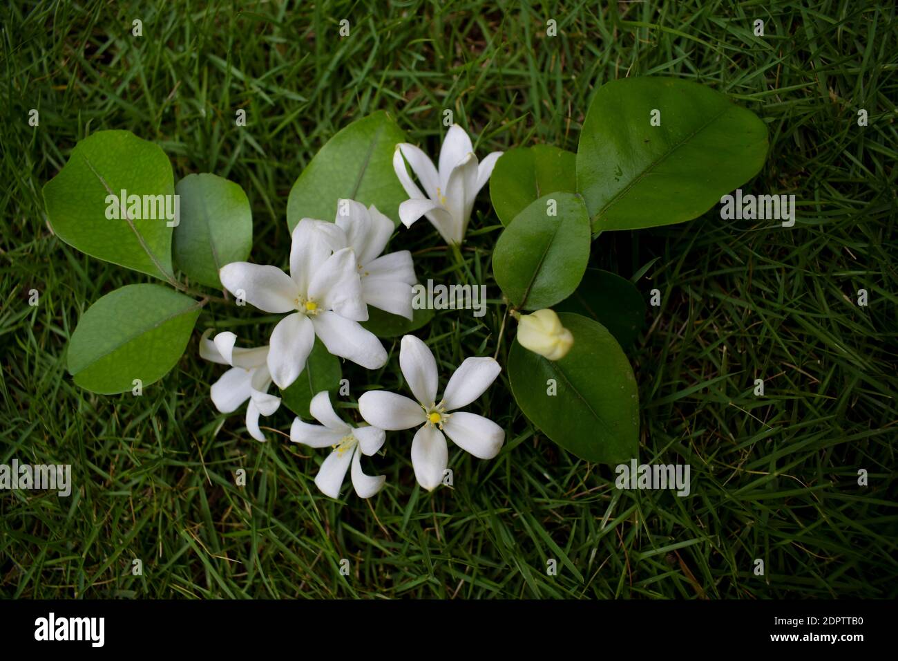 Duftende und schöne weiße Blüten Orange Jasmin oder kamini im tropischen Indien. Indische Blume mdhukamini jaswanti Stockfoto