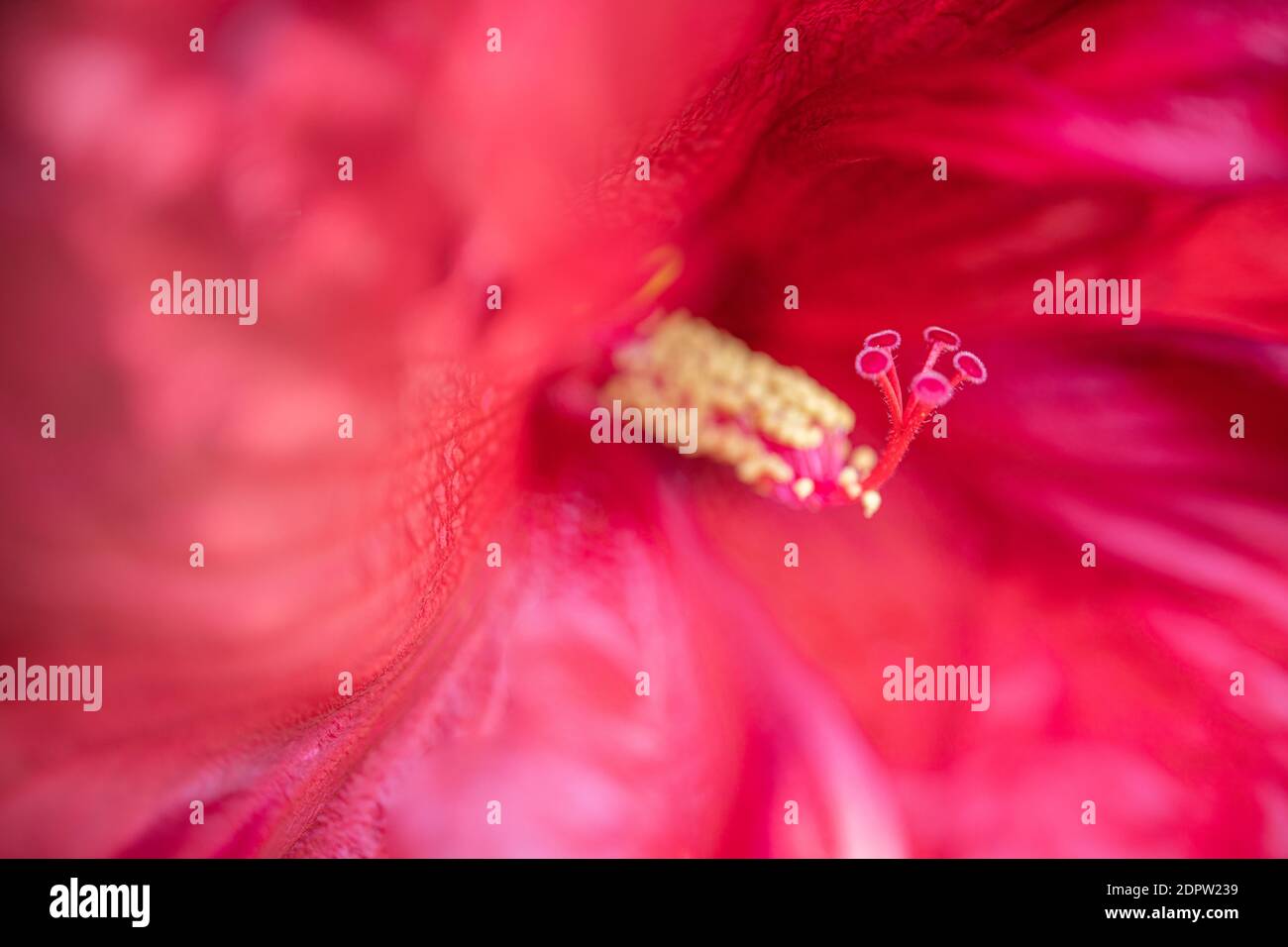 Atemberaubende rosa lila Makro von blühenden exotischen Blumen. Blütenblätter aus der Nähe, idyllisch entspannender Blumengarten aus der Nähe Stockfoto