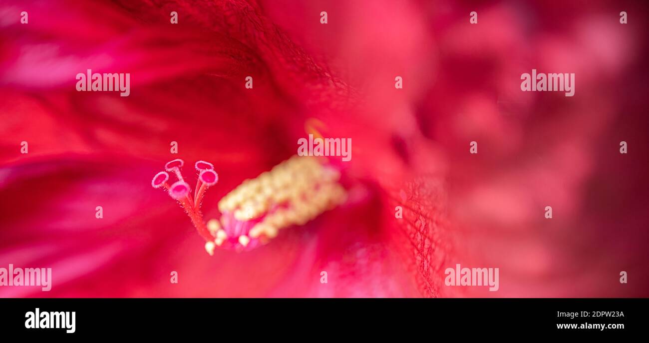 Atemberaubende rosa lila Makro von blühenden exotischen Blumen. Blütenblätter aus der Nähe, idyllisch entspannender Blumengarten aus der Nähe Stockfoto