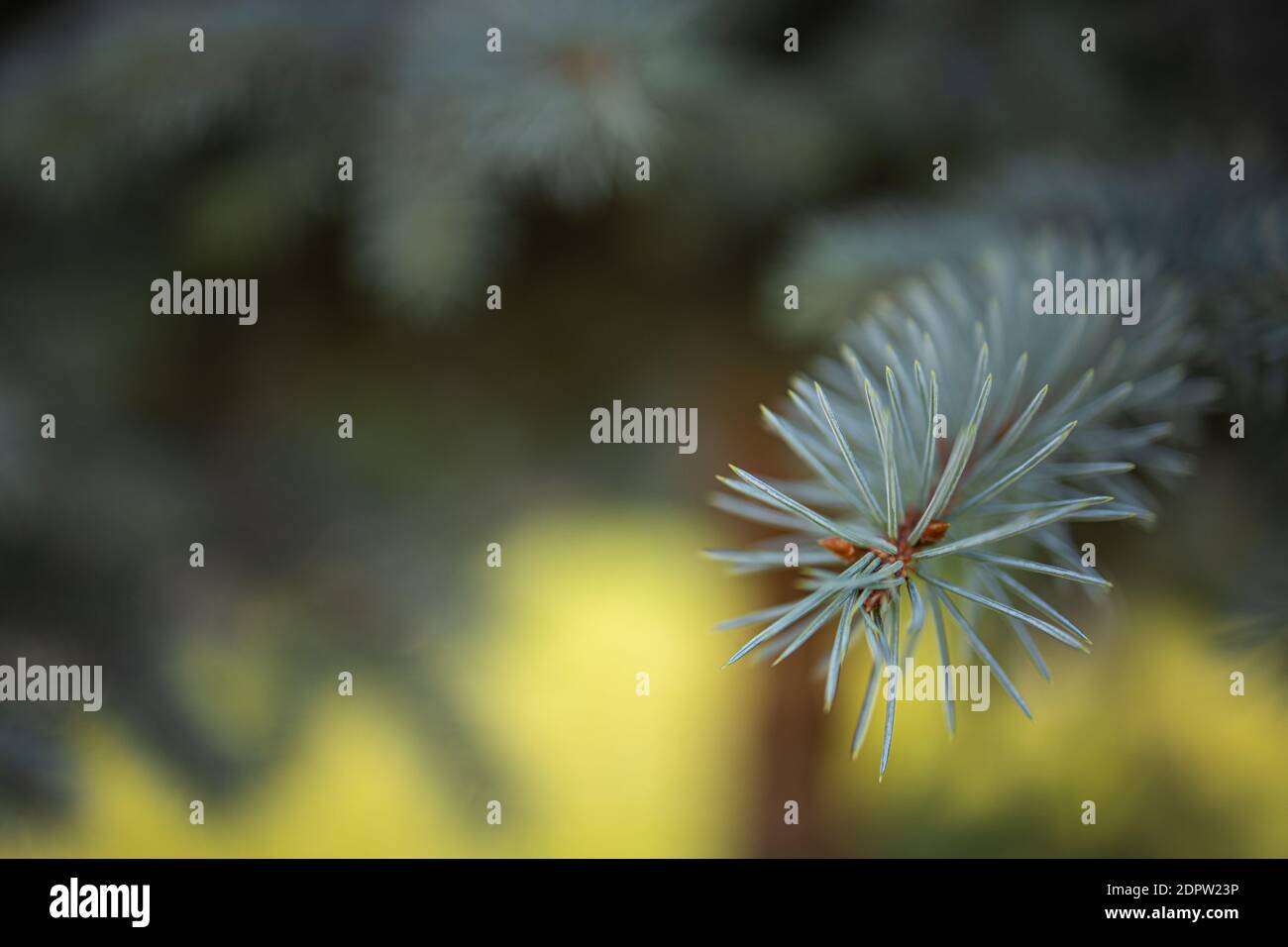 Nadelzweig mit langen Nadeln. Tannenbaum aus der Nähe. Super Makro Natur Aufnahmen. Blühende Fichtenszene, Frühlingsmuster. Der Beginn des Frühlings Stockfoto
