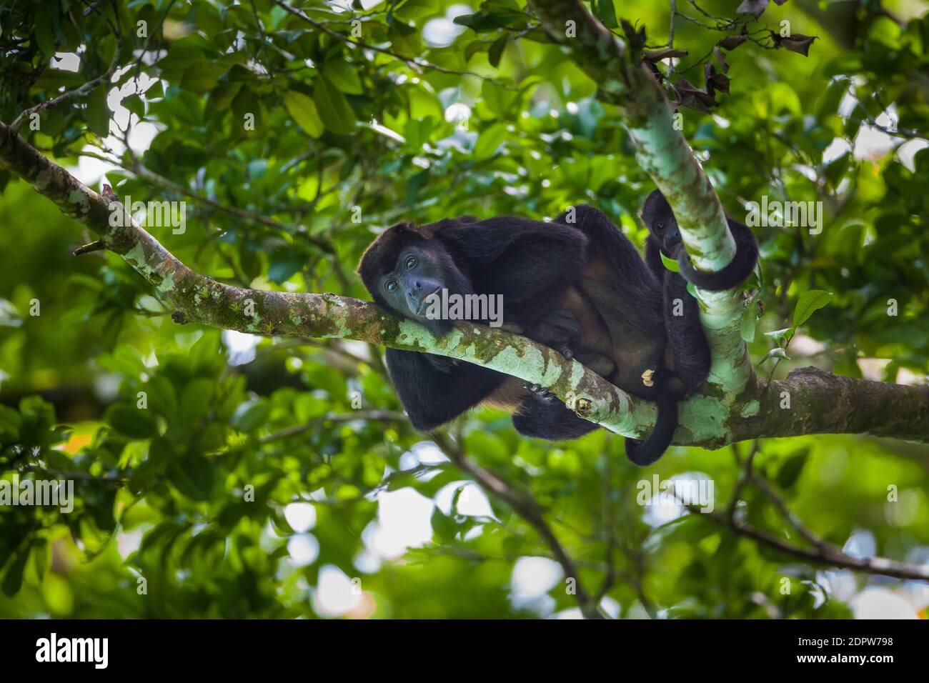 Die Tierwelt Panamas mit einem weiblichen Mantelaffen und jungen Alouatta palliata im Regenwald des Nationalparks Soberania, Republik Panama. Stockfoto