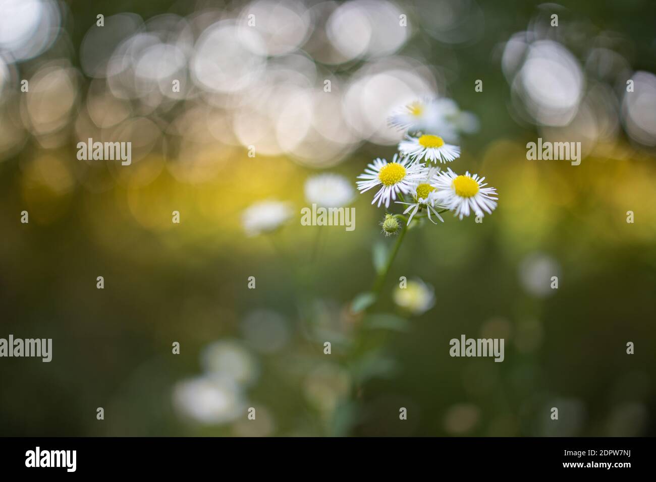 Nahaufnahme von Gänseblümchen auf natürlichem Hintergrund. Saisonale Natur Hintergrund Konzept. Schöne Sommerwiese im Frühling. Inspirierende Natur aus der Nähe. Stockfoto