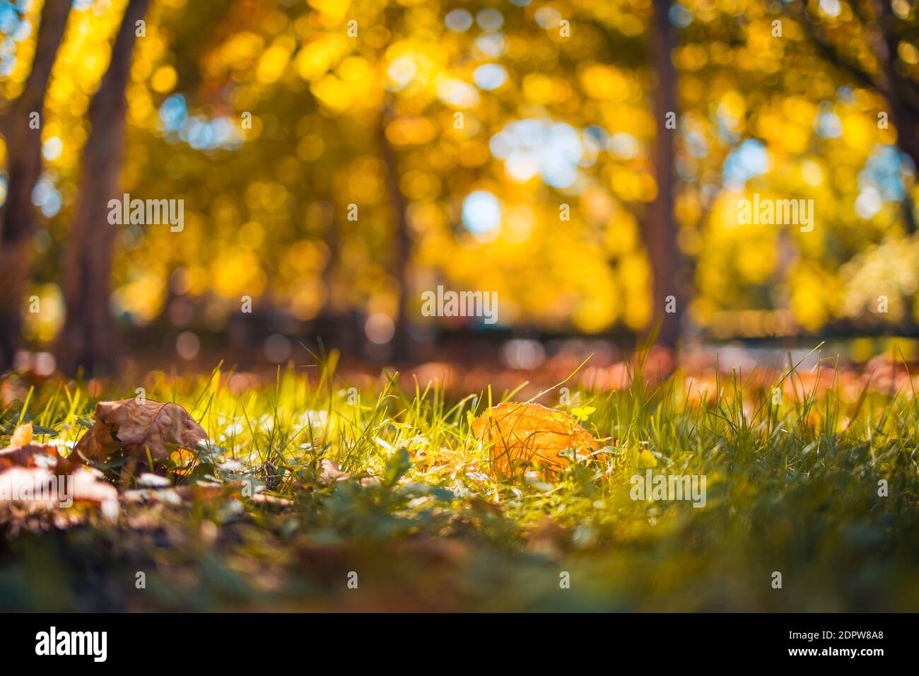 Herbstlandschaft mit verschwommenen Bäumen und bunten goldenen Blättern. Niedriger Blickwinkel, Graswiese mit abgefallenen Blättern. Friedliche Natur, Herbstlandschaft Stockfoto