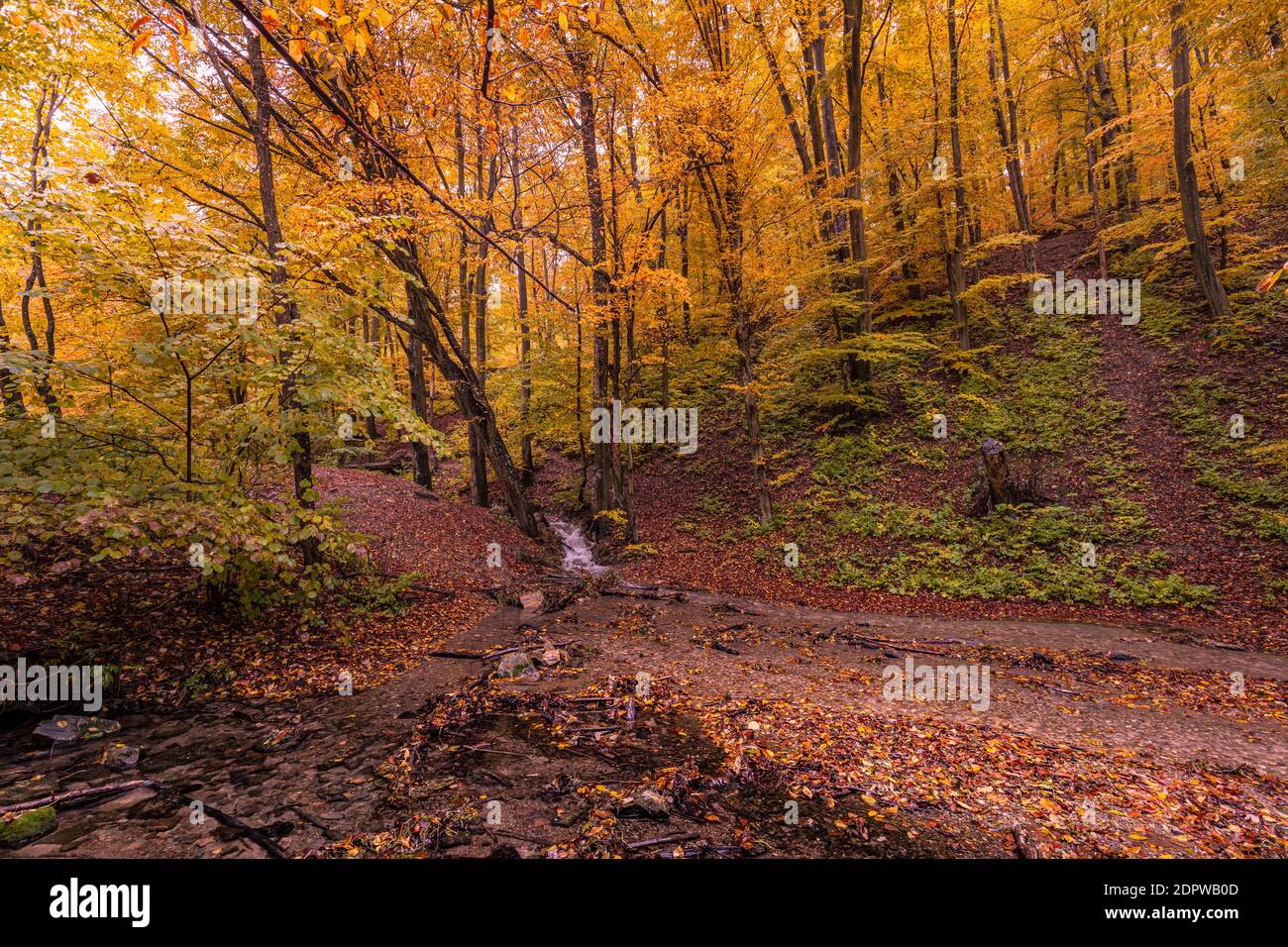 Herbst Bachlandschaft. Bunte Bäume und schönen Wasserfall in tief. Fluss im Herbstwald, bunter Herbst Naturblick. Friedliche Waldblätter Stockfoto