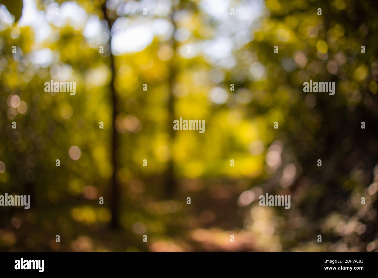 Abstraktes Foto von Lichtstrahlen Bäume und Sonnenuntergang Bokeh Lichter. Traum Natur Landschaft, Herbst Natur. Herbst Bokeh in Wald Natur Stockfoto