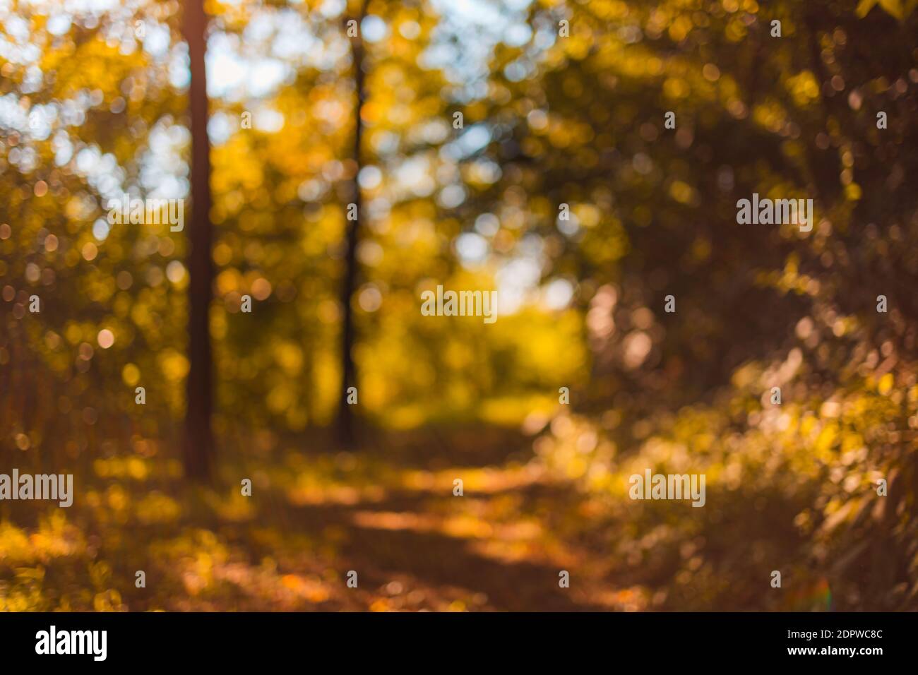 Abstraktes Foto von Lichtstrahlen Bäume und Sonnenuntergang Bokeh Lichter. Traum Natur Landschaft, Herbst Natur. Herbst Bokeh in Wald Natur Stockfoto