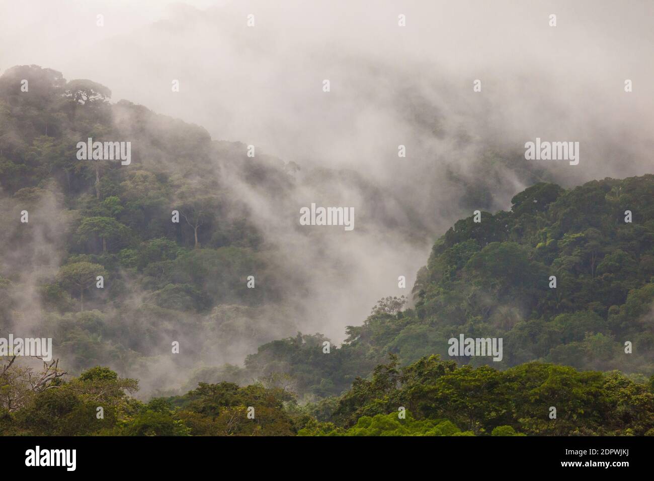 Feuchter Regenwald nach Regen auf der Westseite des Panamakanals, Republik Panama. Stockfoto
