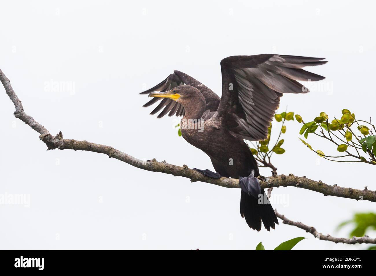 Neotropic Cormorant, Phalacrocorax brasilianus, in einem Baum am See von Gatun Lake, Colon Provinz, Republik Panama. Stockfoto