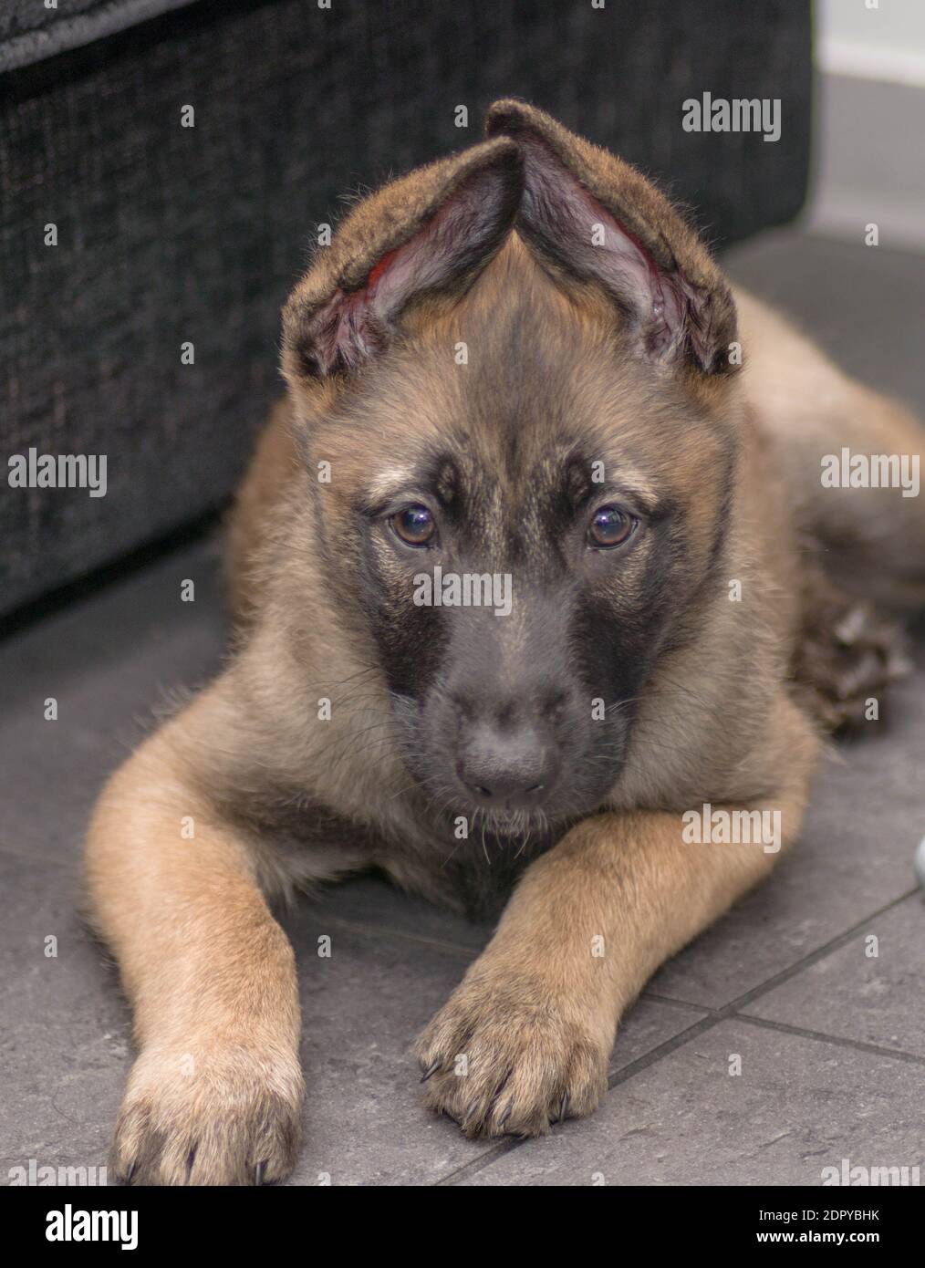 Belgischer Schäferhund-Welpen Stockfoto