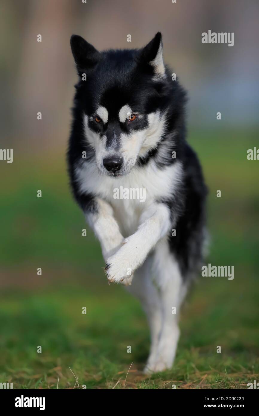 Alaskan Malamute männlich, springt über die Wiese, Rheinland-Pfalz, Deutschland Stockfoto