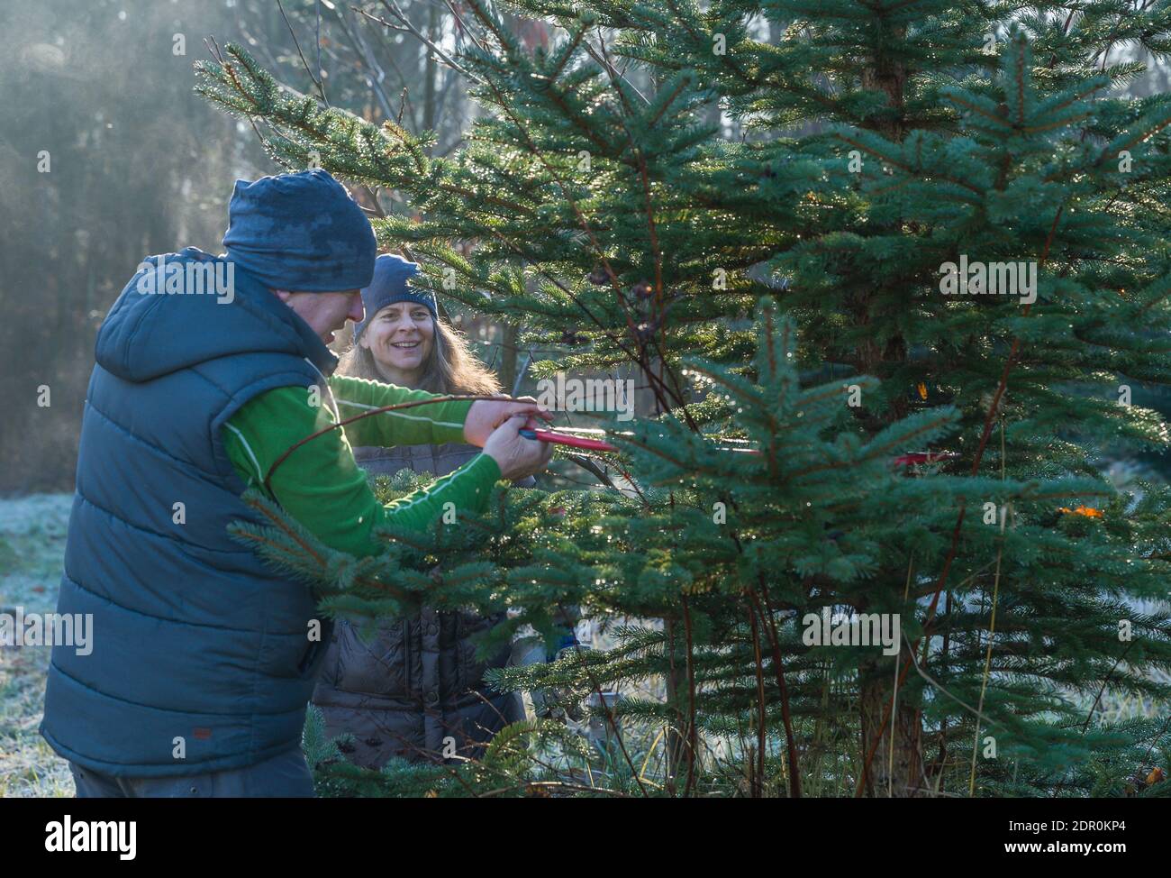 Sauen, Deutschland. Dezember 2020. Kathleen und Marcel sägen einen Weihnachtsbaum in einem Wald der August Bier Stiftung. Hier befinden sich die Weihnachtsbäume nicht in einer Plantage, sondern sind Teil eines Naturwaldes. Quelle: Patrick Pleul/dpa-Zentralbild/ZB/dpa/Alamy Live News Stockfoto
