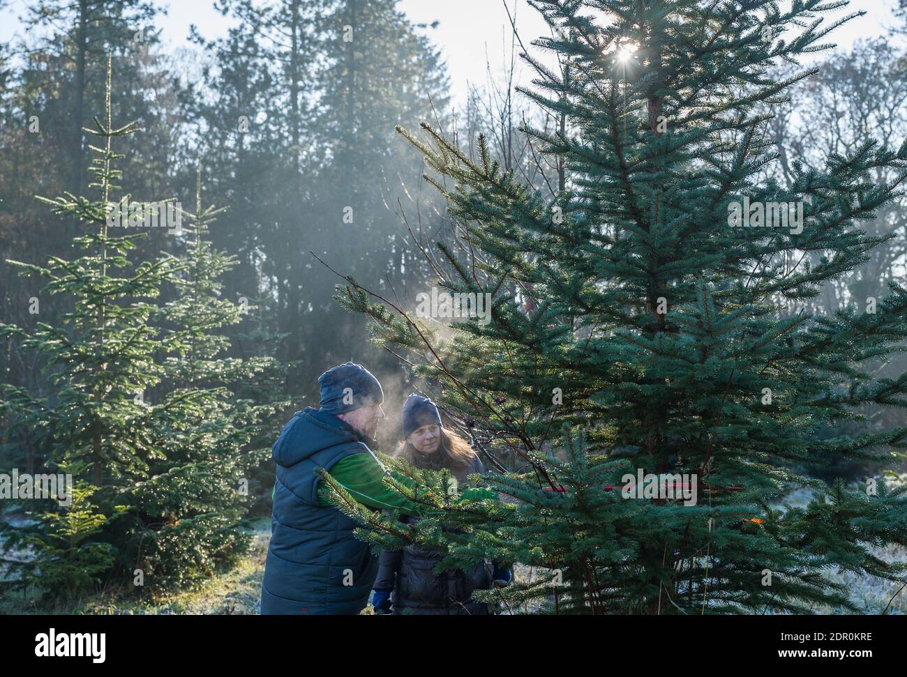 Sauen, Deutschland. Dezember 2020. Kathleen und Marcel sägen einen Weihnachtsbaum in einem Wald der August Bier Stiftung. Hier befinden sich die Weihnachtsbäume nicht in einer Plantage, sondern sind Teil eines Naturwaldes. Quelle: Patrick Pleul/dpa-Zentralbild/ZB/dpa/Alamy Live News Stockfoto