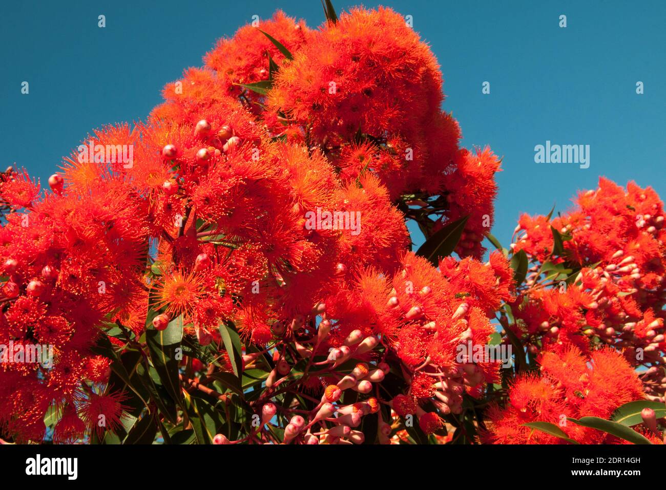 Blühende Gummiblüte, Corymbia fifolia, in Melbourne, Australien zu Weihnachten 2020 Stockfoto