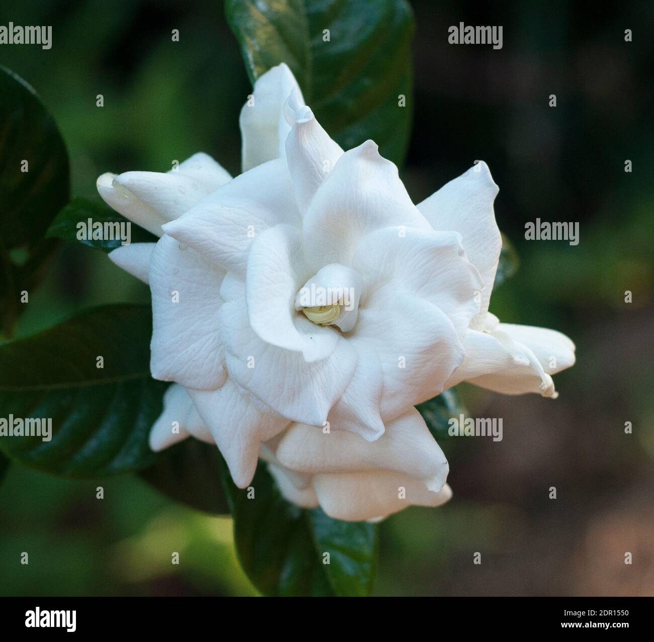 Gardenia (Gardenia augusta) blühender Strauch zu Weihnachten 2020, Melbourne, Australien Stockfoto