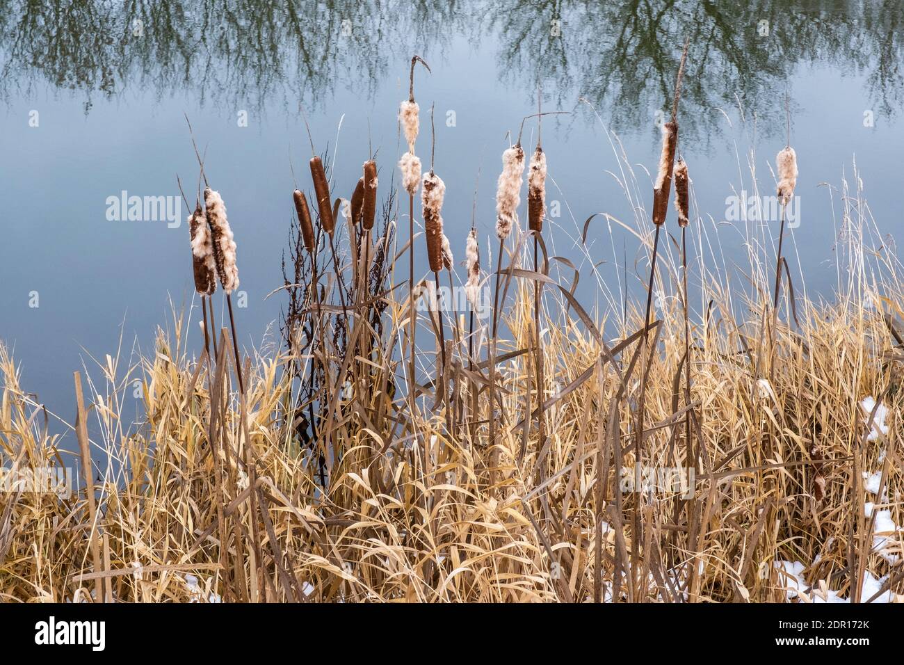 Schilf und hohe Trockensegel auf dem Hintergrund des Wassers und die Reflexion von Bäumen im Wasser an einem Herbsttag. Stockfoto