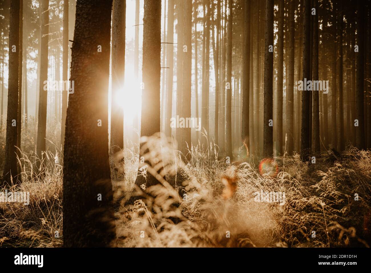 Nahaufnahme des frostigen Grases, erleuchtet von der goldenen aufgehenden Sonne Leuchtet durch die Bäume im Fichtenwald Stockfoto