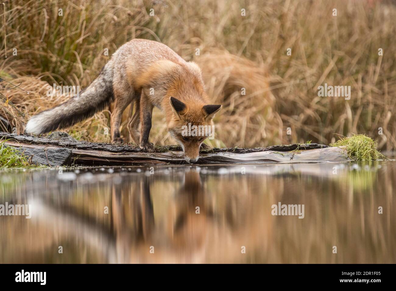 Niedlicher Rotfuchs, Vulpes vulpes, steht auf einem Baumstamm im Wasser auf der Suche nach Nahrung. Rotfuchs am kleinen Teich. Wildtierszene aus der wilden Natur, Deutschland, Stockfoto