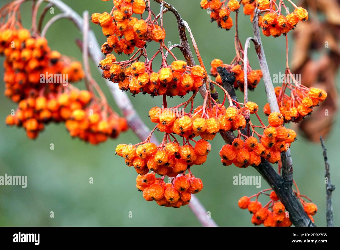 Sorbus decora Beeren auf Baum Stockfoto