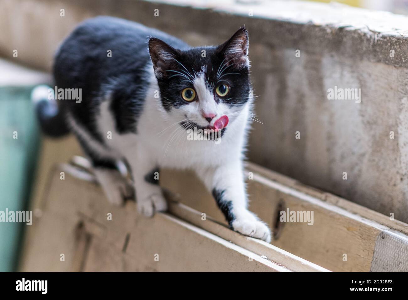 Schwarz-weiße junge Katze leckt die Schnauze auf dem Balkon. Stockfoto