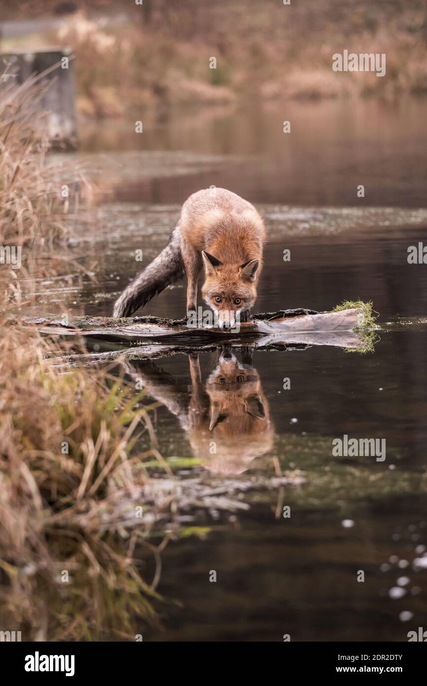 Niedlicher Rotfuchs, Vulpes vulpes, steht auf einem Baumstamm im Wasser auf der Suche nach Nahrung. Rotfuchs am kleinen Teich. Wildtierszene aus der wilden Natur, Deutschland, Stockfoto