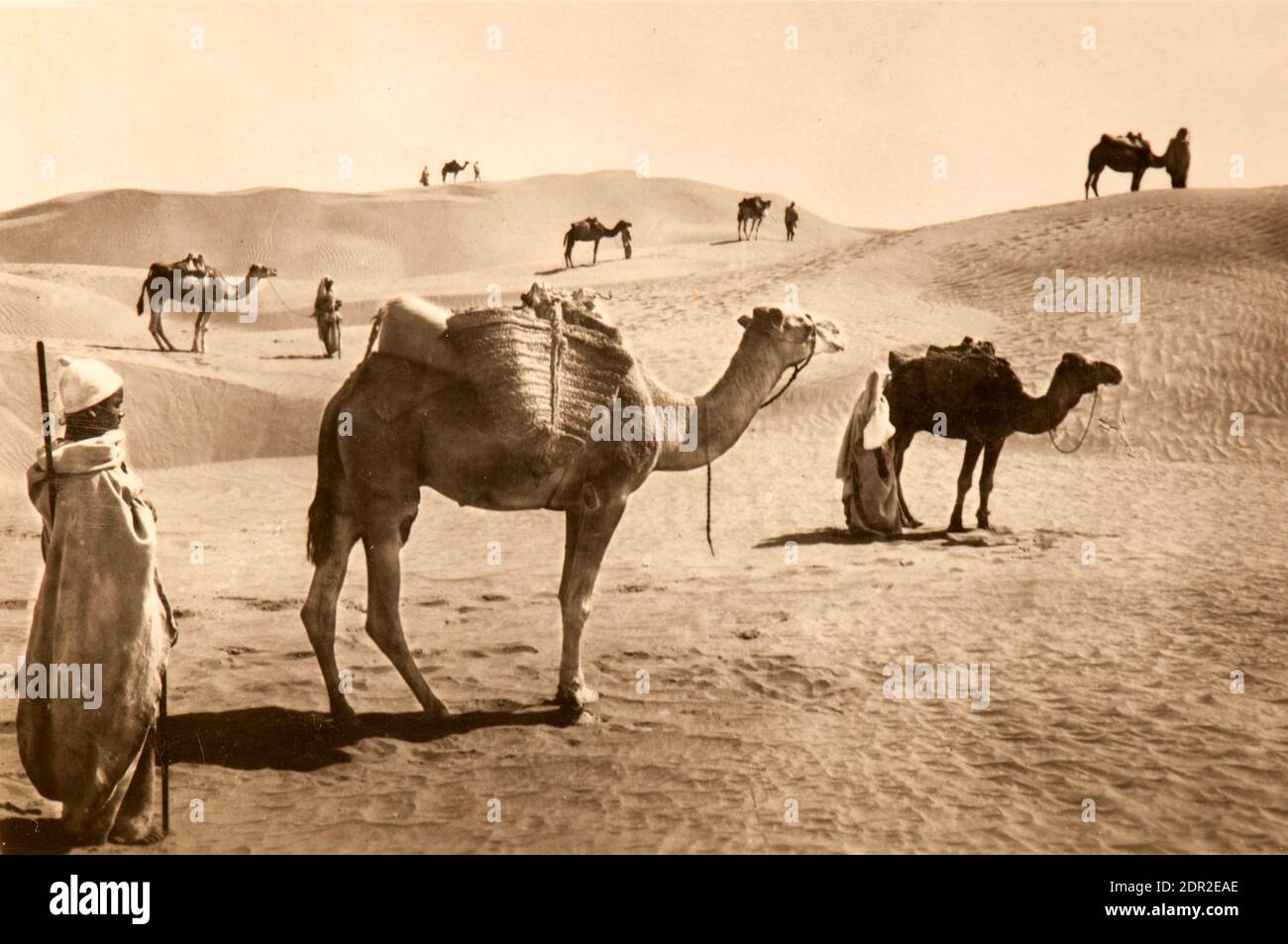 Kamele in der libyschen Wüste während der italienischen Kolonialzeit Stockfoto