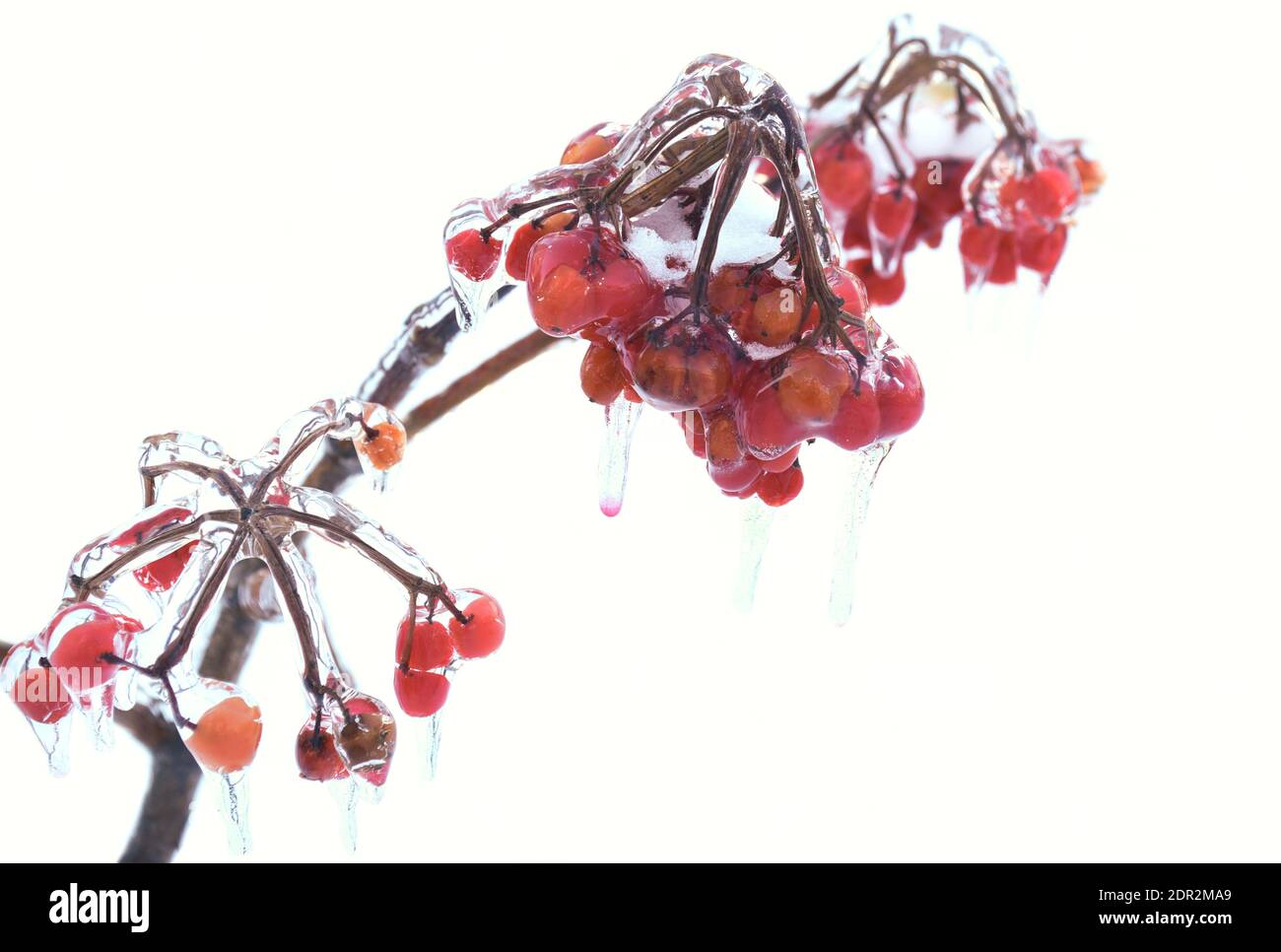 Selektiver Fokus von gefrorenen Viburnum-Beeren auf einem Ast in Eis mit Eiszapfen auf Schneehintergrund Stockfoto