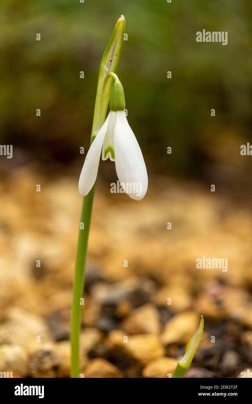 Galanthus Reginae-Olgae zart blühend im Garten, Herbstfärbung (Herbst) Stockfoto