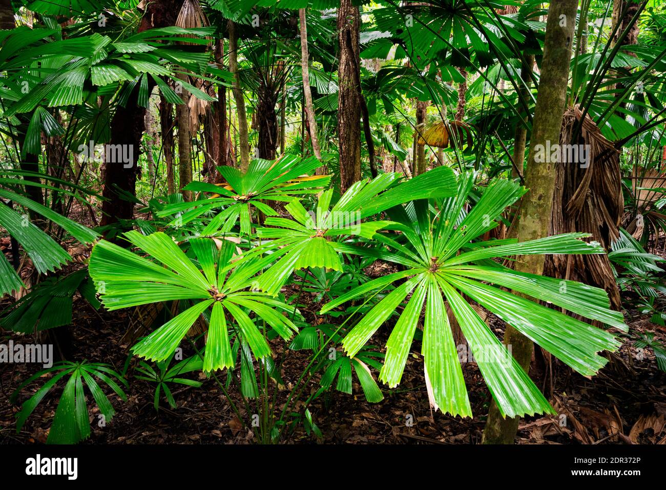 Üppig grüner Regenwald im Daintree National Park, der zum Weltkulturerbe der Wet Tropics gehört. Stockfoto