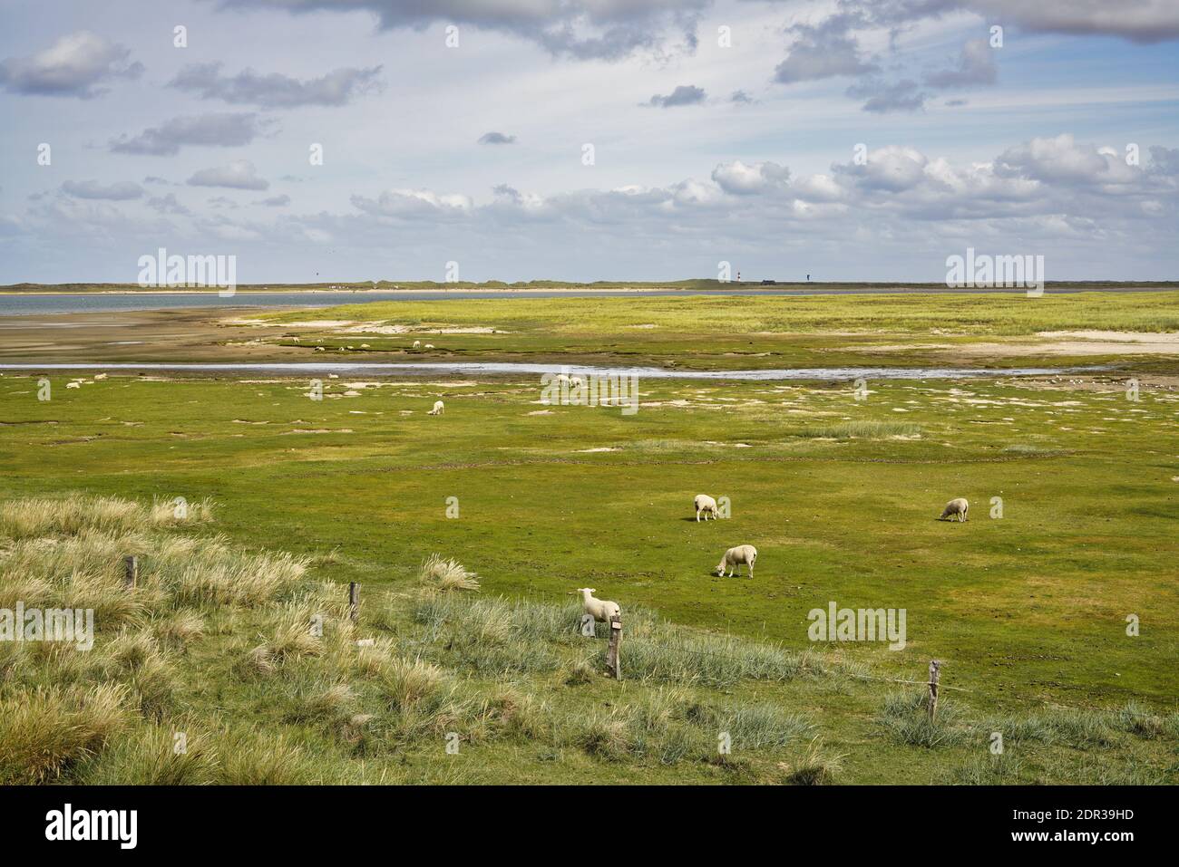 Schafe weiden auf der Wattenmeerinsel Sylt in Nordfriesland, Deutschland. Stockfoto