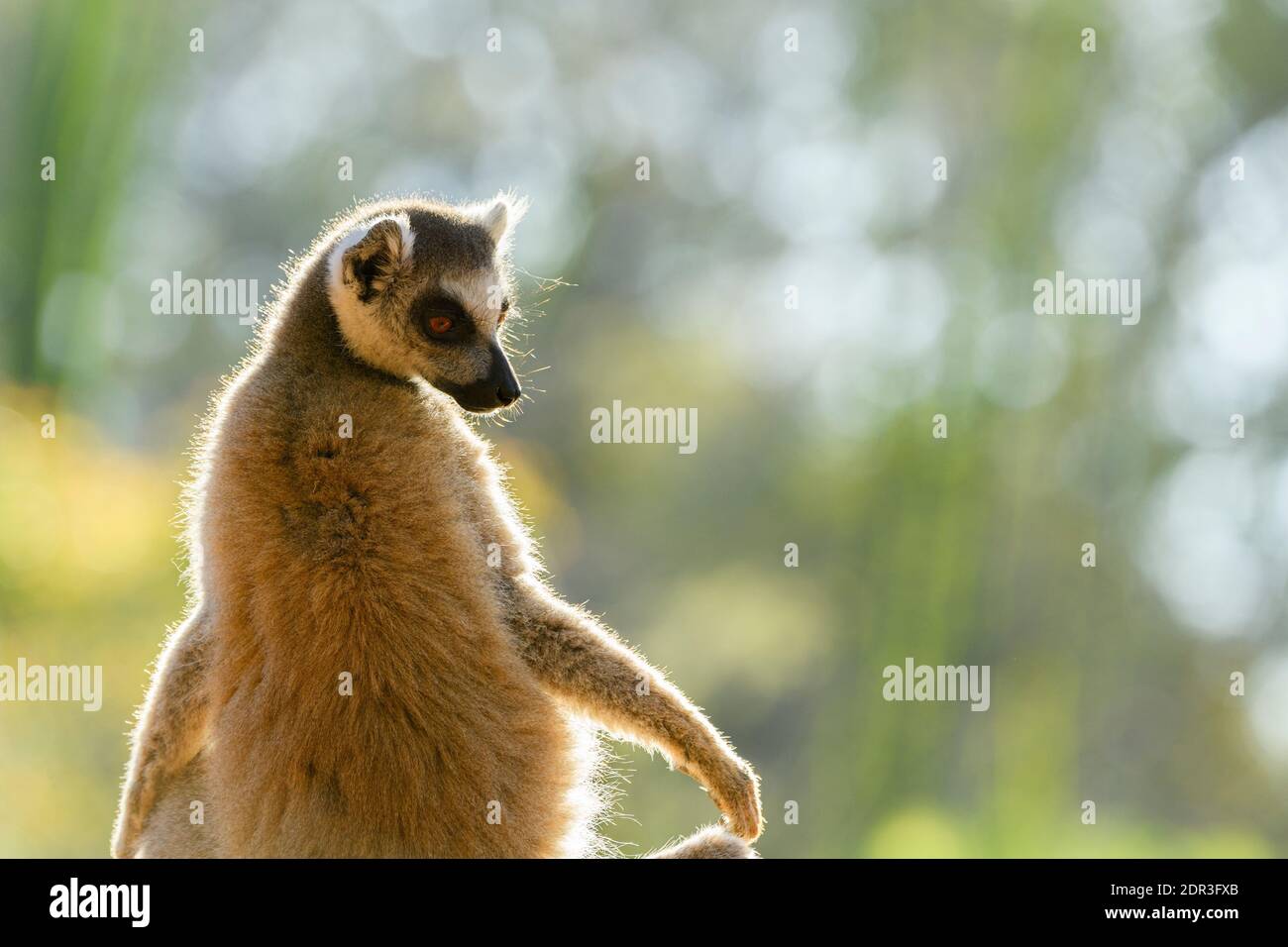 Ringschwanz-Lemur (Lemur catta), Berenty Reserve, Madagaskar Stockfoto