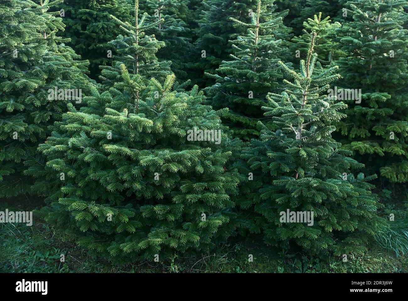 Schöne kleine Tannen auf Glencullen Weihnachtsbaum Farm, County Dublin, Irland gesehen Stockfoto