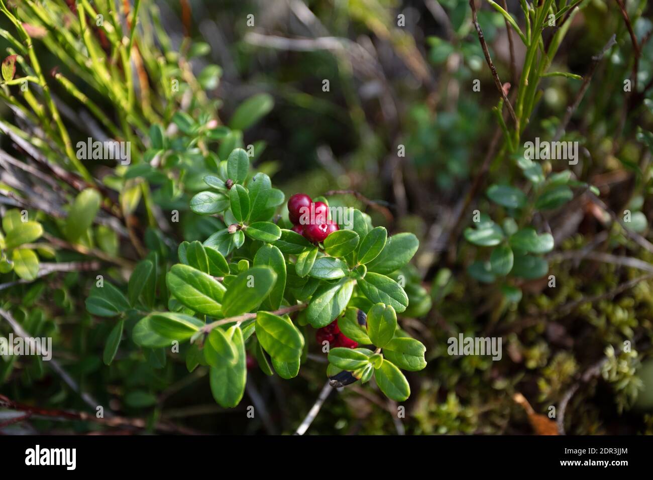 Herbstblätter, grünes Moos und Gras, rote Preiselbeeren. Nahaufnahme. Natürlicher, Waldhintergrund. Hochwertige Fotos Stockfoto