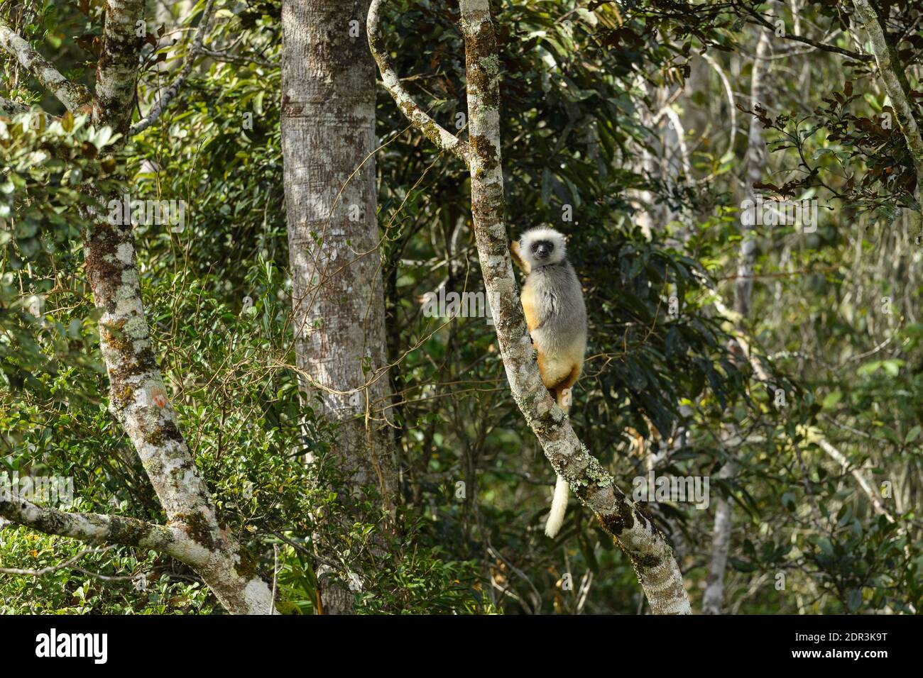 Diademed Sifaka (Propithecus diadema), Perinet Reserve, Andasibe, Madagaskar Stockfoto