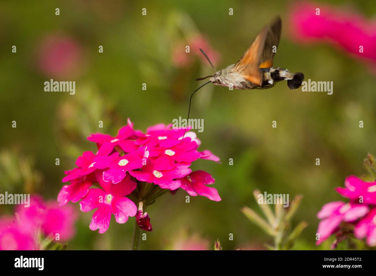 Kolibri Falke-Motte Stockfoto