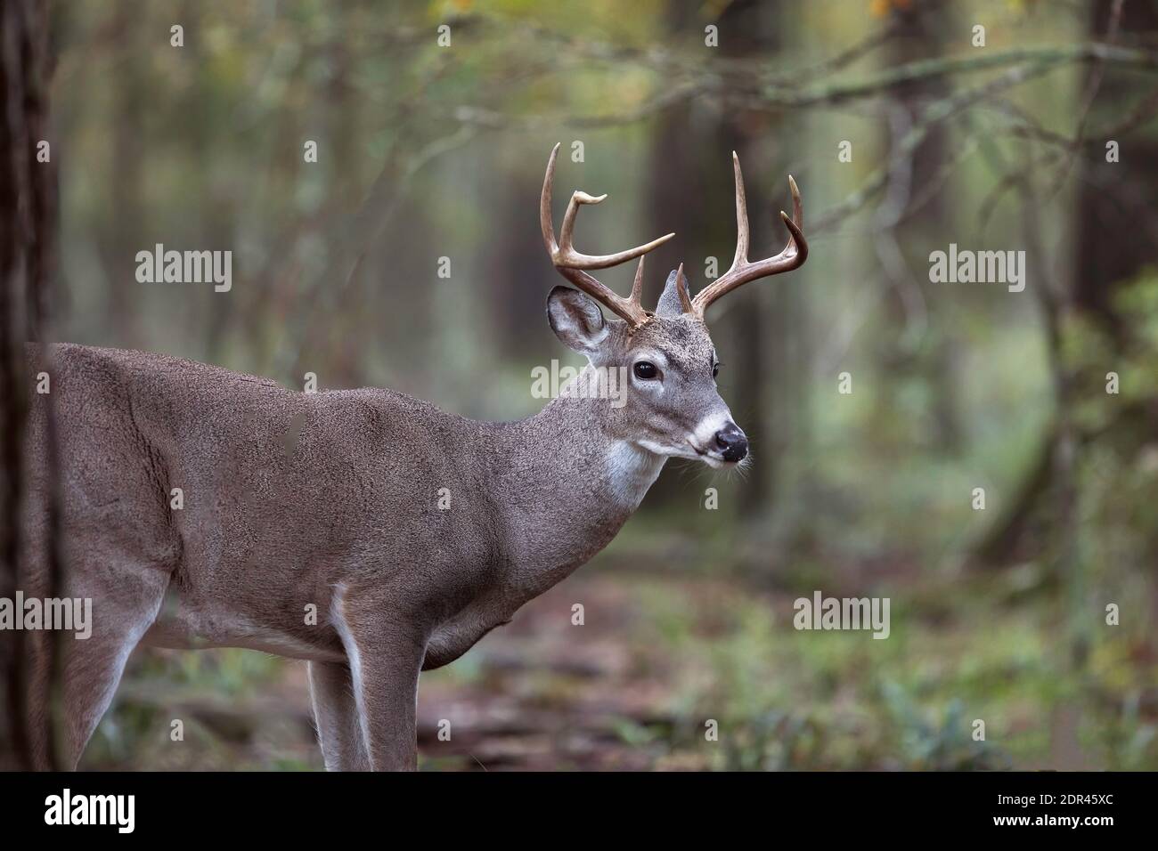 Whitetail (Odocoileus virginianus) Buck Deer bewegt sich durch Wälder Stockfoto