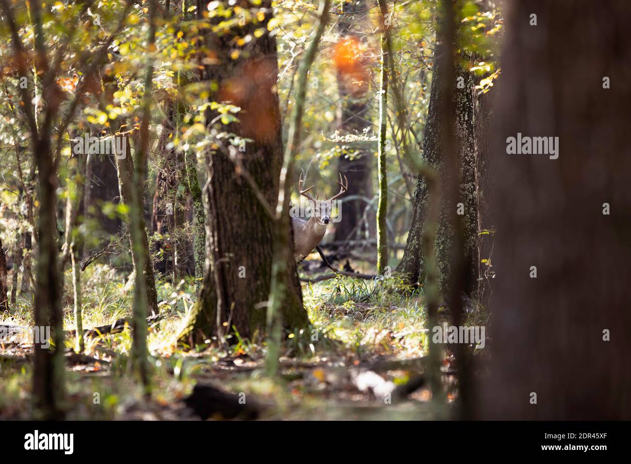 Whitetail (Odocoileus virginianus) Buck Deer bewegt sich durch Wälder Stockfoto