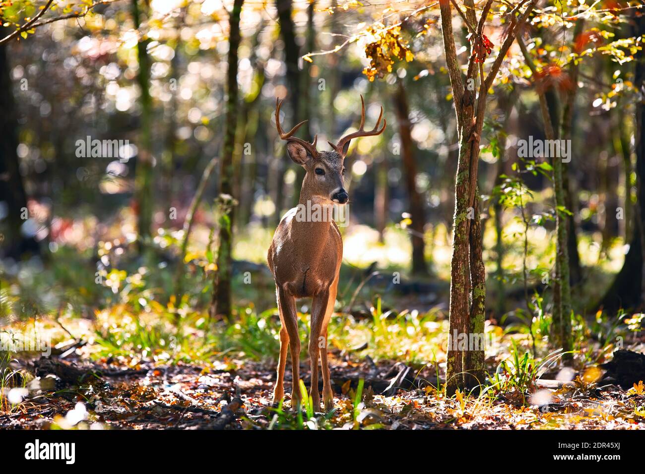 Whitetail (Odocoileus virginianus) Buck Deer bewegt sich durch Wälder Stockfoto