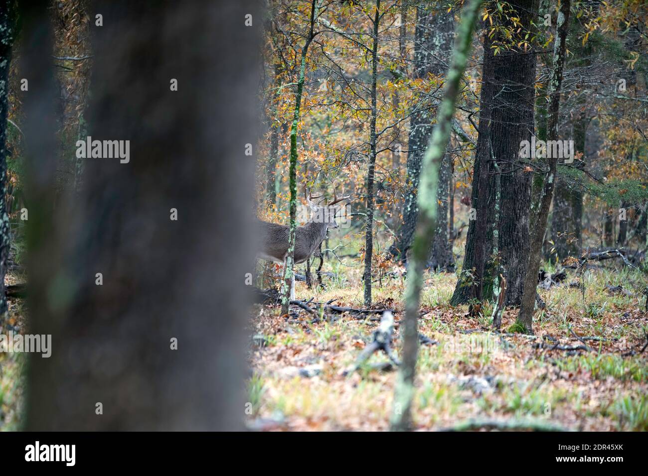 Whitetail (Odocoileus virginianus) Buck Deer bewegt sich durch Wälder Stockfoto