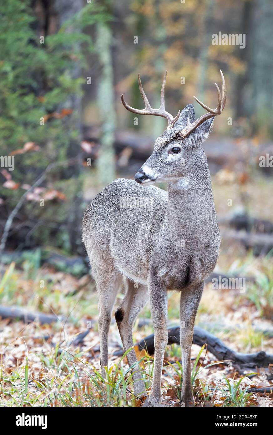 Whitetail (Odocoileus virginianus) Buck Deer bewegt sich durch Wälder Stockfoto