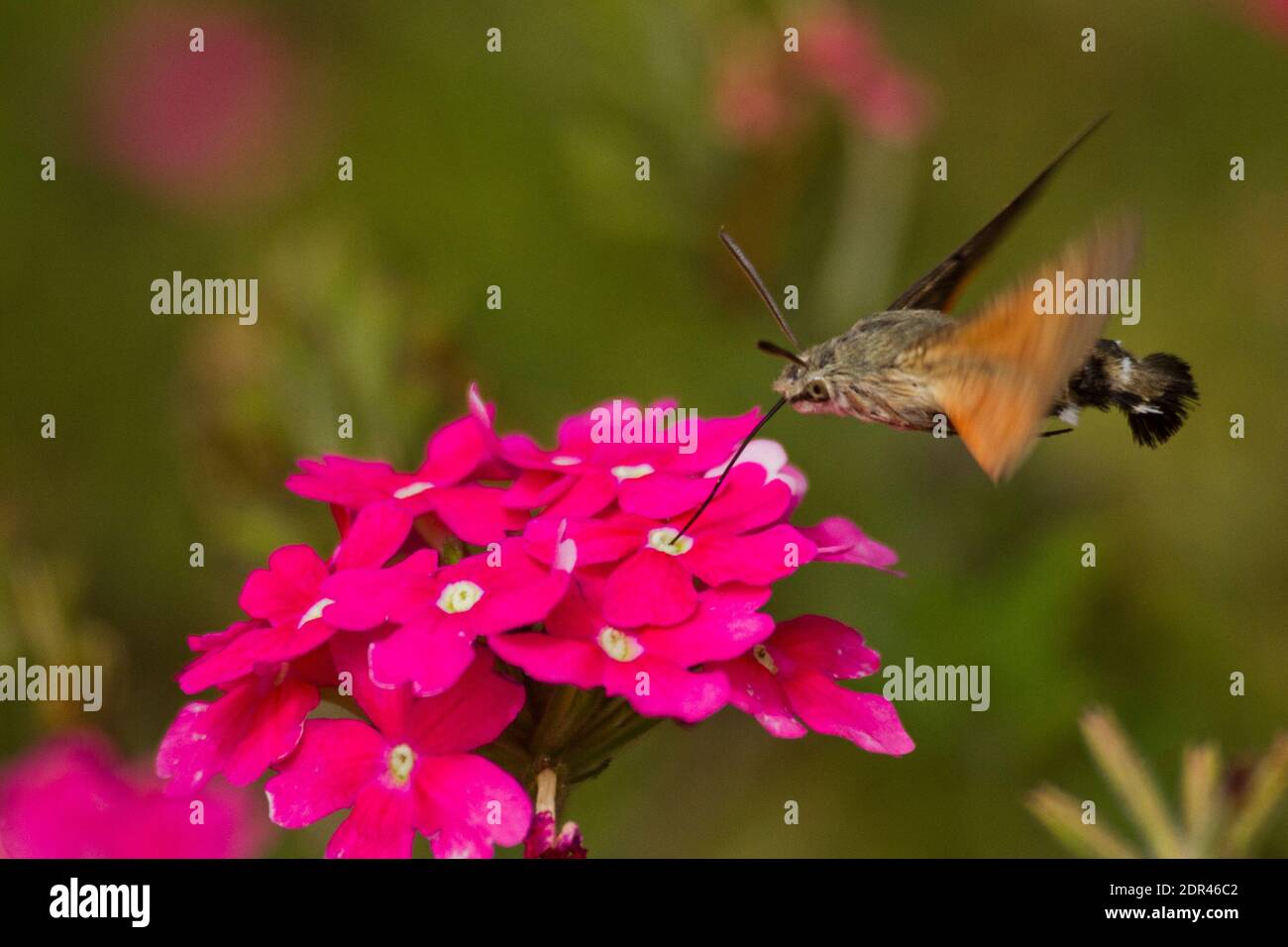 Kolibri Falke-Motte Stockfoto
