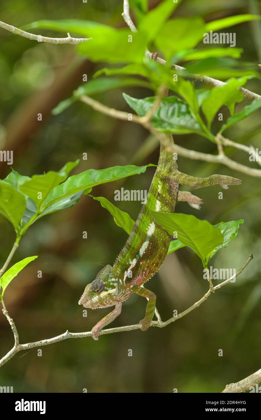 Parson-Chamäleon (Calumma parsonii), Palmarium Reserve, Ankanin’ny Nofy, Madagaskar Stockfoto