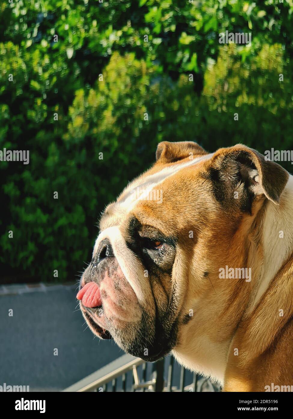 Mastiff Animal Dog English Stockfotos Und Bilder Kaufen Alamy