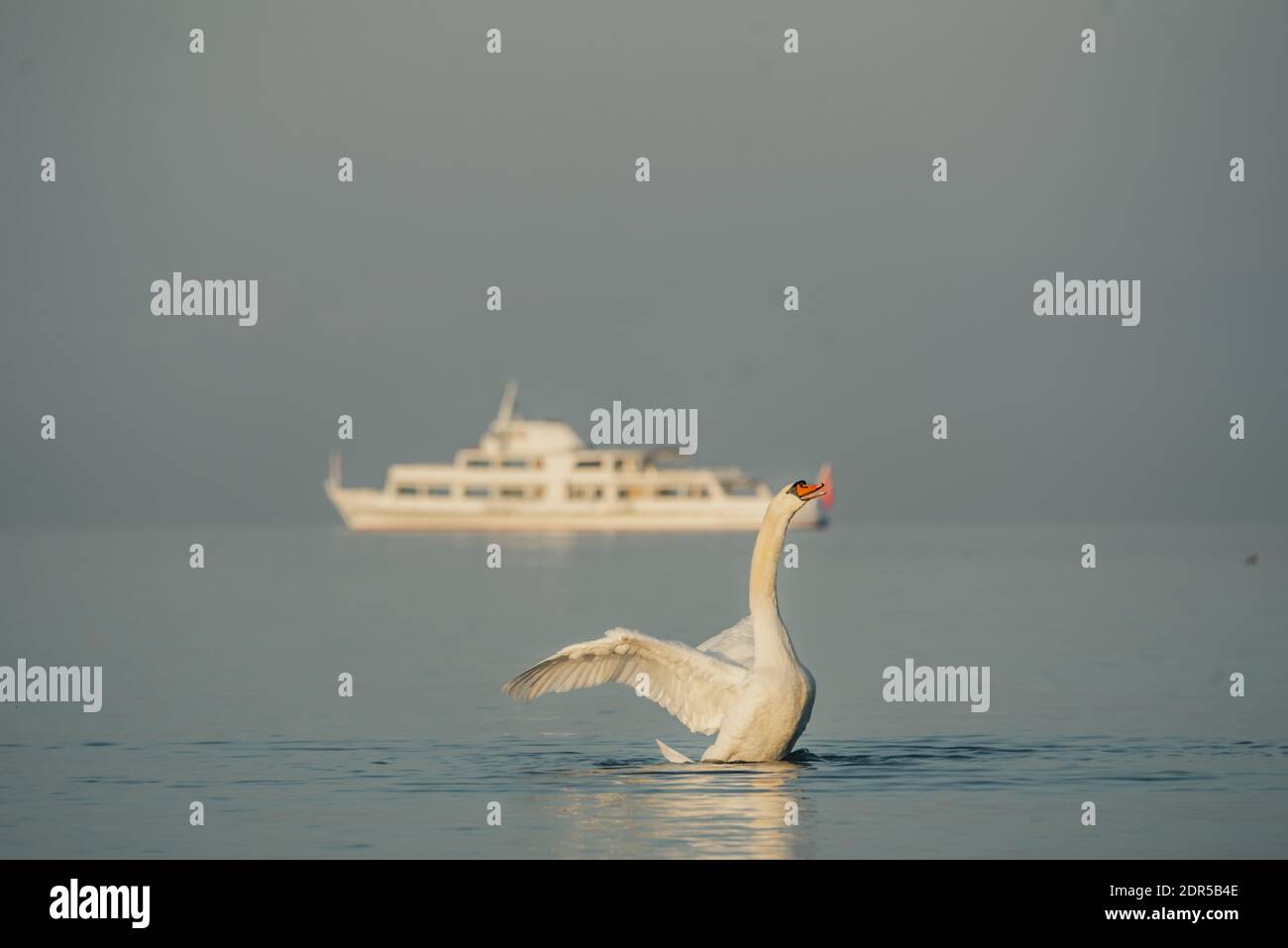 Schwan im Wasser. Ein weißer stummer Schwan, der am Morgen Flügel ausbreitet. Cygnus olor. Stockfoto