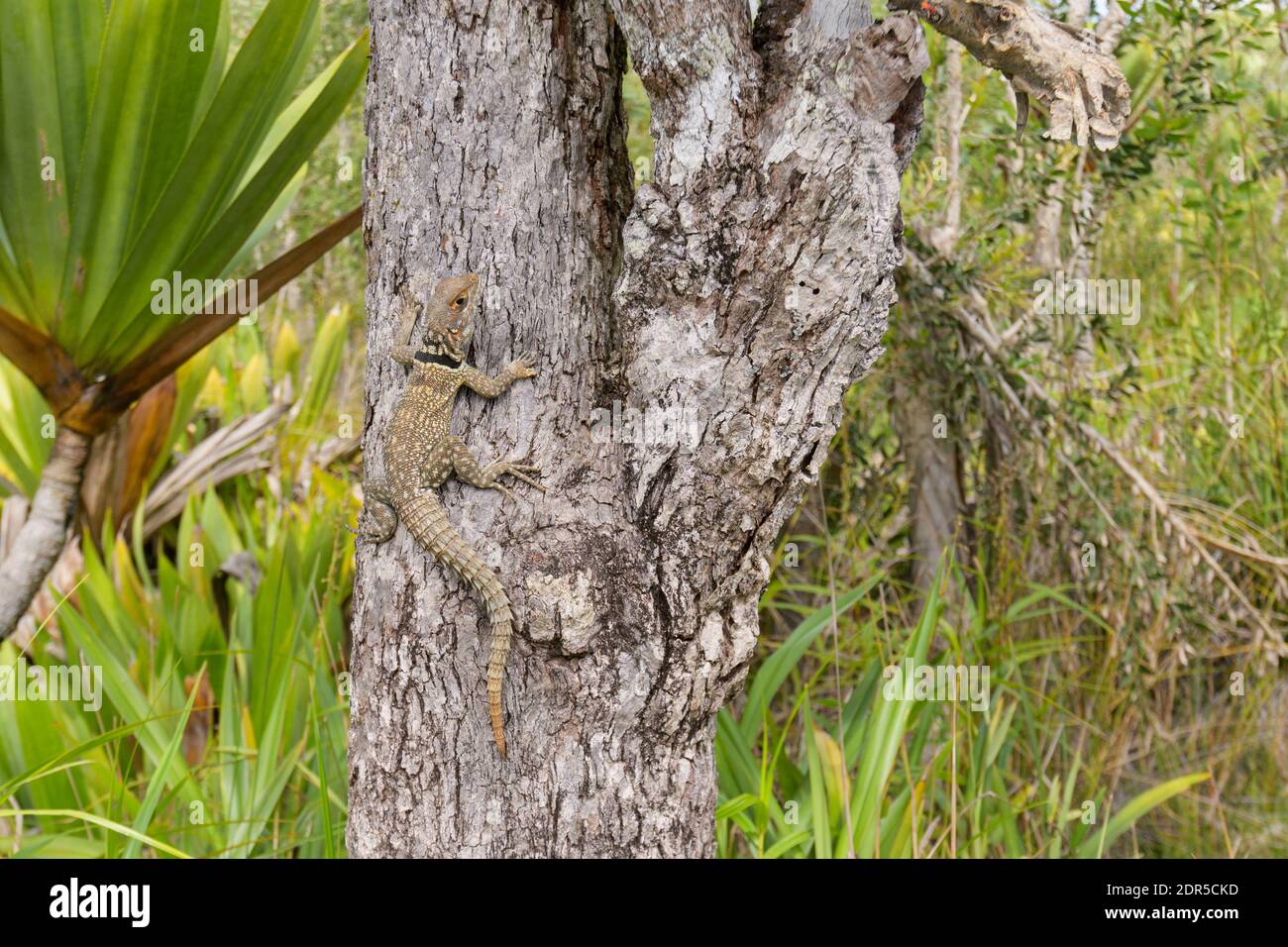 Cuvier's Swift Iguana (Opurus cuvieri), Lake Ampitabe, Ankanin’ny Nofy, Madagaskar Stockfoto