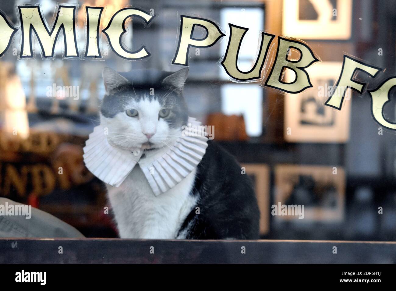 Katze mit weißem elisabethanischem Ruff-Kragen in einem gemütlichen Pub an einem dekorierten Fenster in London, England, Großbritannien Stockfoto