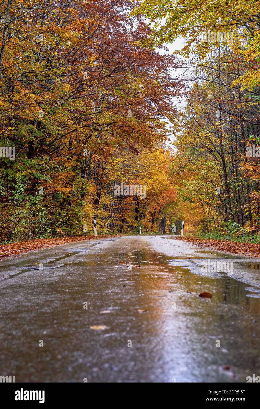 Landstraße im Regen durch einen Wald im Herbst, Oberbayern, Bayern, Deutschland, Europa Stockfoto